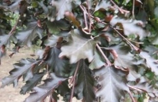Afbeelding Rode Treurbeuk, kleinblijvend - Fagus sylvatica 'Rohan Weeping'