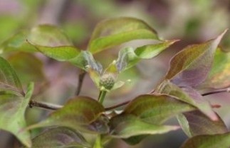 Afbeelding Japanse grootbloemige kornoelje Jelena - Cornus kousa 'Jelena'