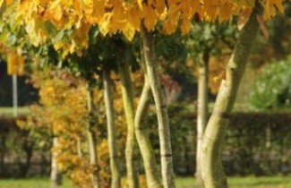 Afbeelding Haagbeuk, Bijzondere solitairen - Carpinus betulus