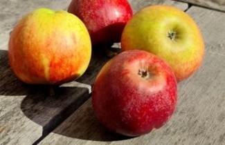 Afbeelding Appel 'Ingrid Marie'  - Malus domestica 'Ingrid Marie'