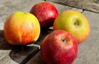 Afbeelding Appel 'Ingrid Marie'  - Malus domestica 'Ingrid Marie'
