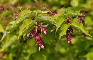 Afbeelding Grootmoeders oorbellen - Leycesteria formosa