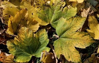 Afbeelding Noorse Esdoorn - Acer platanoides