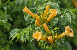 Afbeelding Trompetklimmer 'Flava' - Campsis radicans 'Flava'