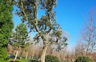 Afbeelding Kurkeik - Quercus suber