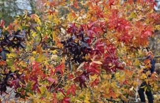 Afbeelding Amberboom - Liquidambar styraciflua