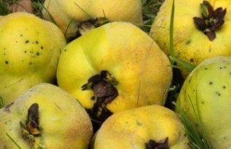 Afbeelding Kweepeer - Cydonia oblonga 'Vranja'