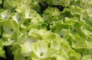 Afbeelding Hortensia 'Magical Noblesse' - Hydrangea  macrophylla 'Magical Noblesse'