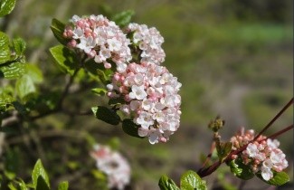 Afbeelding Sneeuwbal burkwoodii - Viburnum burkwoodii