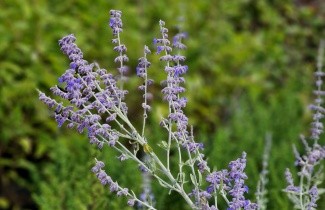 Afbeelding Reuzenlavendel 'Little Spire' - Perovskia atriplicifolia 'Little Spire'