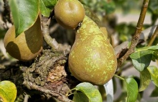 Afbeelding Handpeer 'Conference' - Pyrus communis 'Conference'