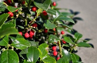 Afbeelding Hulst 'Heckenfee' - Ilex meserveae 'Heckenfee'