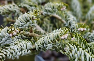 Afbeelding Koreaanse zilverspar - Abies koreana 'Silberlocke'