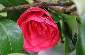 Afbeelding Camellia 'Lady Campbell' - Camellia japonica 'Lady Campbell'