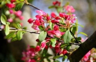 Afbeelding Sierappel - Malus floribunda