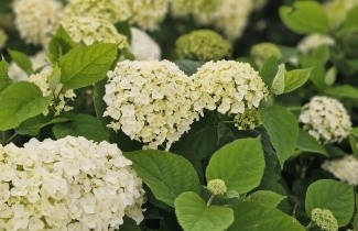 Afbeelding Hortensia 'Incrediball Strong Annabelle' - Hydrangea arb. 'Incrediball Strong Annabelle'