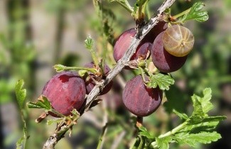 Afbeelding Rode kruisbes 'Hinnonmacky Röd' op stam - Ribes uva-crispa 'Hinnonmacky Röd'