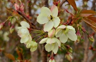 Afbeelding Japanse sierkers 'Ukon' - Prunus serrulata 'Ukon'