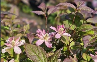 Afbeelding Bosrank 'Marjorie' - Clematis montana 'Marjorie'