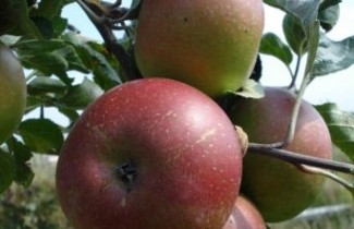 Afbeelding Appel 'Jan Steen' - Malus domestica 'Jan Steen'