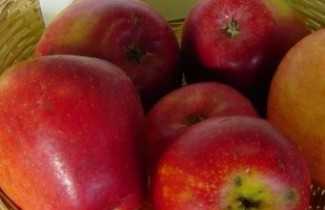 Afbeelding Appel 'Koningszuur'  - Malus domestica 'Koningszuur'