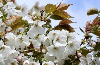 Afbeelding Witte reuzen sierkers - Prunus serr. 'Tai Haku'