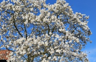 Afbeelding Magnolia Kobus, vakbeplanting - Magnolia kobus