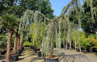 Afbeelding Blauwe Treur Ceder - Cedrus libani 'Glauca Pendula'