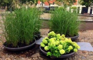 Afbeelding Prachtriet 'Grosse Fontäne' - Miscanthus sinensis 'Grosse Fontäne'
