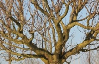 Afbeelding Tulpenboom als klimboom   - Liriodendron Tulipifera