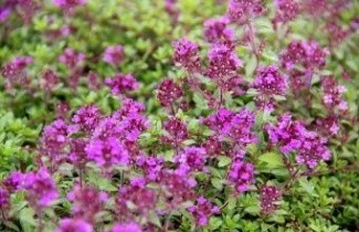 Afbeelding Tijm - Thymus praecox 'Coccineus'