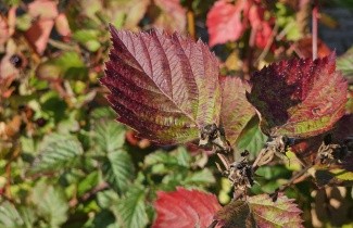 Afbeelding Doornloze braam 'Thornfree' - Rubus fruticosus 'Thornfree'
