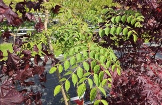 Afbeelding Engelenboom - Aralia Elata