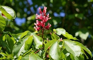 Afbeelding Rode Pavia - Aesculus pavia 'Atrosanguinea'