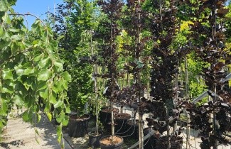 Afbeelding Beuk 'Rohan Obelisk' - Fagus sylvatica 'Rohan Obelisk'