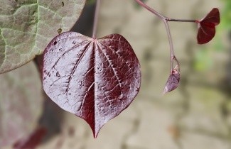 Afbeelding Amerikaanse Judasboom - Cercis canadensis 'Ruby Falls'