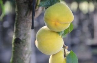 Afbeelding Perzik 'Amsden' - Prunus persica 'Amsden'