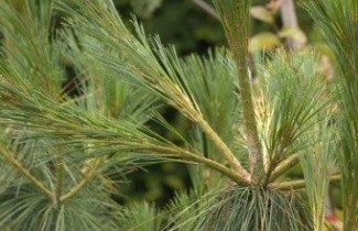 Afbeelding Weymouthden 'Pendula' - Pinus strobus 'Pendula'