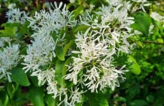 Afbeelding Sneeuwvlokken boom - Chionanthus retusus