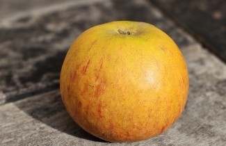 Afbeelding Appel 'Cox' - Malus domestica 'Cox's Orange Pippin'