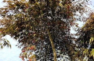 Afbeelding Japanse Esdoorn 'Garnet' - Acer palmatum 'Garnet'