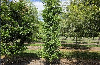 Afbeelding Japanse Notenboom 'Obelisk' - Ginkgo biloba 'Obelisk'