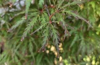Afbeelding Japanse Esdoorn 'Shigure bato' - Acer palmatum 'Shigure bato'