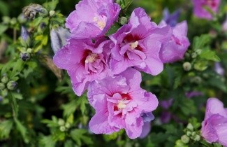 Afbeelding Altheastruik 'Lavender Chiffon' - Hibiscus syriacus 'Lavender Chiffon'