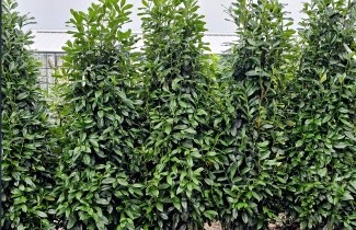 Afbeelding Laurierkers 'Genolia' - Prunus laurocerasus 'Genolia'