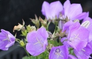 Afbeelding Klokjesbloem - Campanula carpatica 'Blaue Clips'