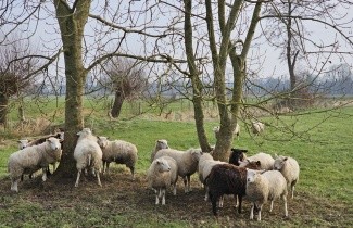 Afbeelding Es - Fraxinus excelsior
