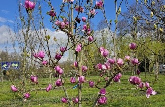 Afbeelding Magnolia 'Cleopatra' - Magnolia 'Cleopatra'