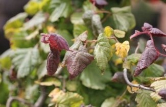 Afbeelding Rode Kronkelhazelaar - Corylus avellana 'Red Majestic'