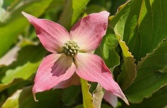 Afbeelding Japanse grootbloemige kornoelje 'Beni Fuji' - Cornus kousa 'Beni Fuji'